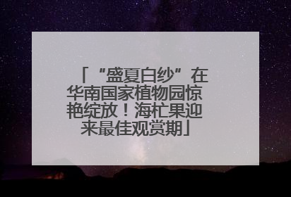 “盛夏白纱”在华南国家植物园惊艳绽放！海杧果迎来最佳观赏期