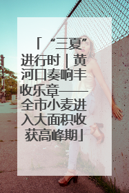 “三夏”进行时｜黄河口奏响丰收乐章——全市小麦进入大面积收获高峰期