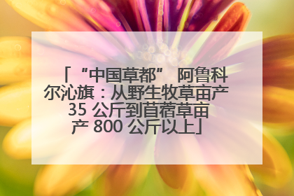 “中国草都” 阿鲁科尔沁旗：从野生牧草亩产 35 公斤到苜蓿草亩产 800 公斤以上