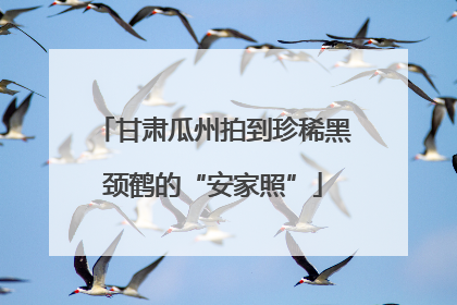 甘肃瓜州拍到珍稀黑颈鹤的“安家照”