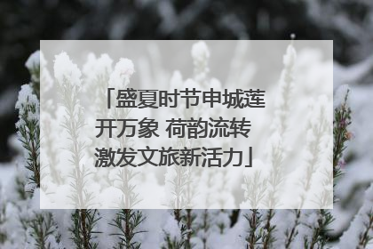 盛夏时节申城莲开万象 荷韵流转激发文旅新活力