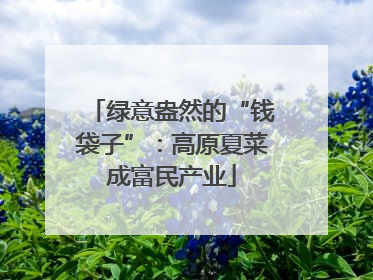 绿意盎然的“钱袋子”：高原夏菜成富民产业