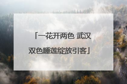 一花开两色 武汉双色睡莲绽放引客