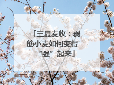 三夏麦收：弱筋小麦如何变得“强”起来