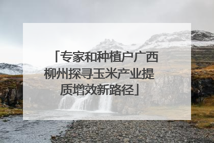 专家和种植户广西柳州探寻玉米产业提质增效新路径