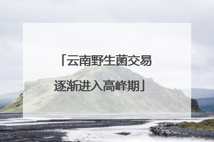 云南野生菌交易逐渐进入高峰期
