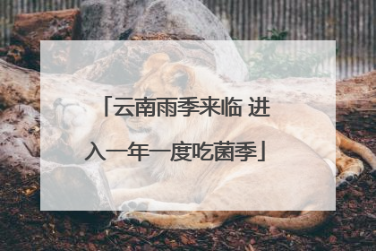 云南雨季来临 进入一年一度吃菌季