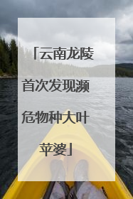 云南龙陵首次发现濒危物种大叶苹婆