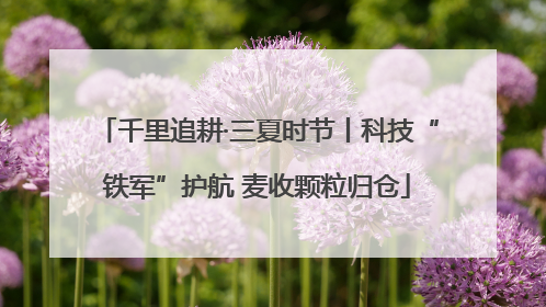 千里追耕·三夏时节丨科技“铁军”护航 麦收颗粒归仓