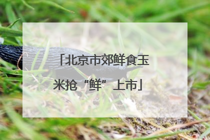 北京市郊鲜食玉米抢“鲜”上市