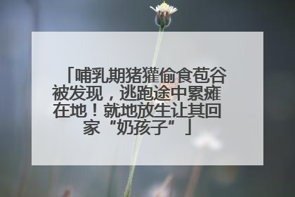 哺乳期猪獾偷食苞谷被发现，逃跑途中累瘫在地！就地放生让其回家“奶孩子”