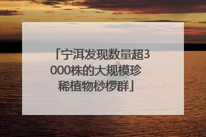 宁洱发现数量超3000株的大规模珍稀植物桫椤群