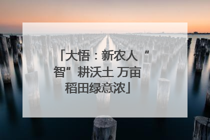 大悟：新农人“智”耕沃土 万亩稻田绿意浓