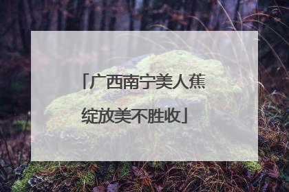广西南宁美人蕉绽放美不胜收