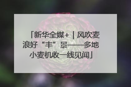 新华全媒+｜风吹麦浪好“丰”景——多地小麦机收一线见闻