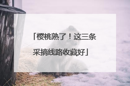 樱桃熟了！这三条采摘线路收藏好