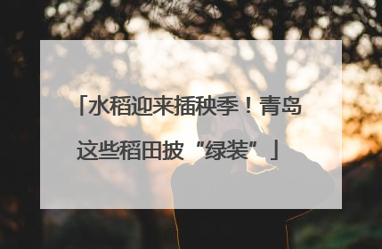 水稻迎来插秧季！青岛这些稻田披“绿装”