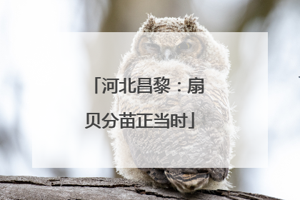 河北昌黎：扇贝分苗正当时