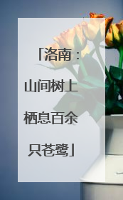 洛南：山间树上栖息百余只苍鹭