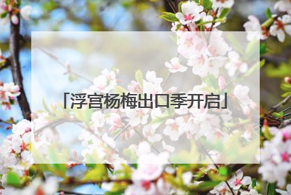 浮宫杨梅出口季开启