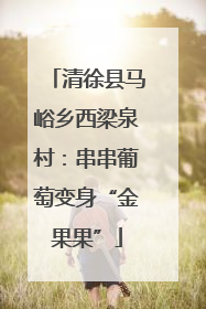 清徐县马峪乡西梁泉村：串串葡萄变身“金果果”