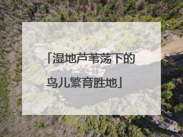 湿地芦苇荡下的鸟儿繁育胜地