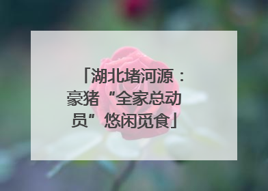 湖北堵河源：豪猪“全家总动员”悠闲觅食