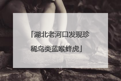 湖北老河口发现珍稀鸟类蓝喉蜂虎
