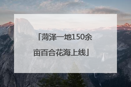 菏泽一地150余亩百合花海上线