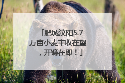 肥城汶阳5.7万亩小麦丰收在望，开镰在即！