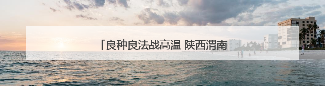 良种良法战高温 陕西渭南旱地小麦丰收有“粮”方