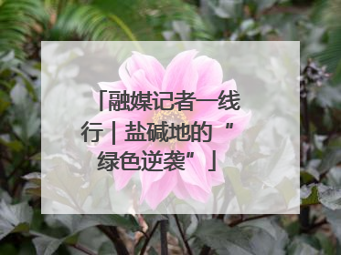 融媒记者一线行｜盐碱地的“绿色逆袭”