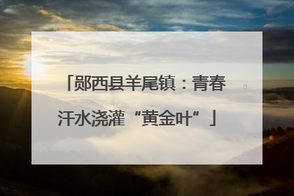 郧西县羊尾镇：青春汗水浇灌“黄金叶”