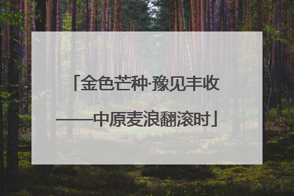 金色芒种·豫见丰收——中原麦浪翻滚时