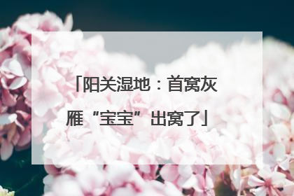 阳关湿地：首窝灰雁“宝宝”出窝了