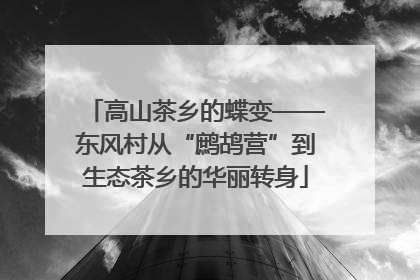 高山茶乡的蝶变——东风村从“鹧鸪营”到生态茶乡的华丽转身