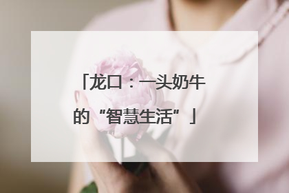 龙口：一头奶牛的“智慧生活”