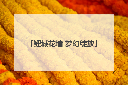 鲤城花墙 梦幻绽放