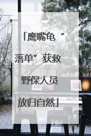 鹰嘴龟“落单”获救 野保人员放归自然
