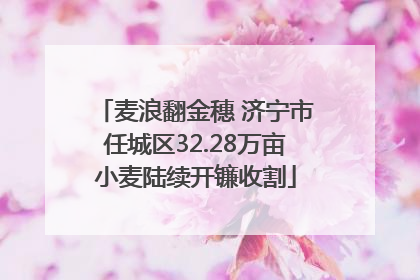 麦浪翻金穗 济宁市任城区32.28万亩小麦陆续开镰收割