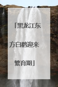 黑龙江东方白鹳迎来繁育期