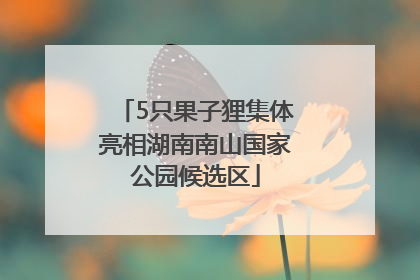 5只果子狸集体亮相湖南南山国家公园候选区